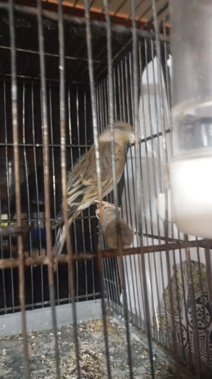 سره قناری|پرنده|اندیشه, اندیشه فاز ۱|دیوار