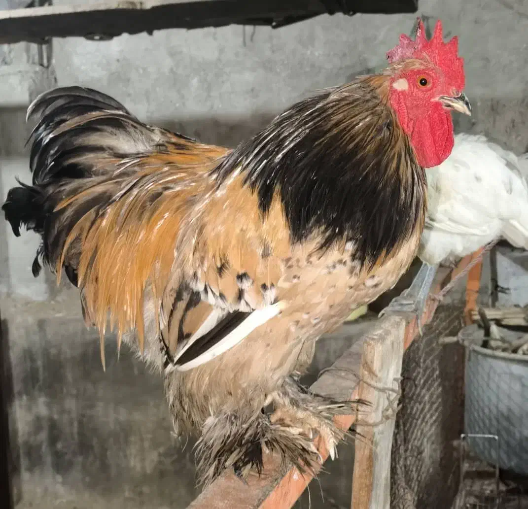 خروس کوشین|حیوانات مزرعه|درگهان, |دیوار