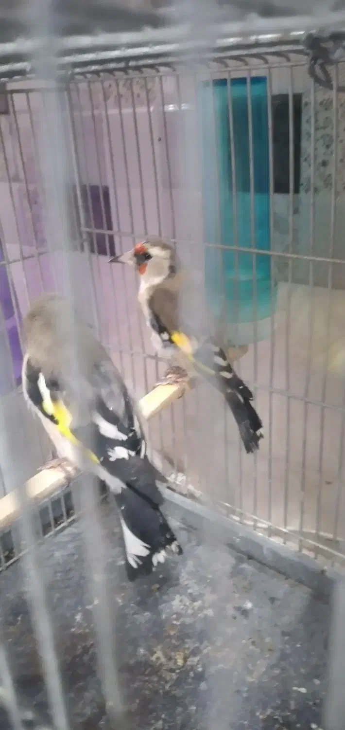 ماده سهره دورگ فیروز کوه همه قواره دار یک ماه قفس|پرنده|تهران, دردشت|دیوار