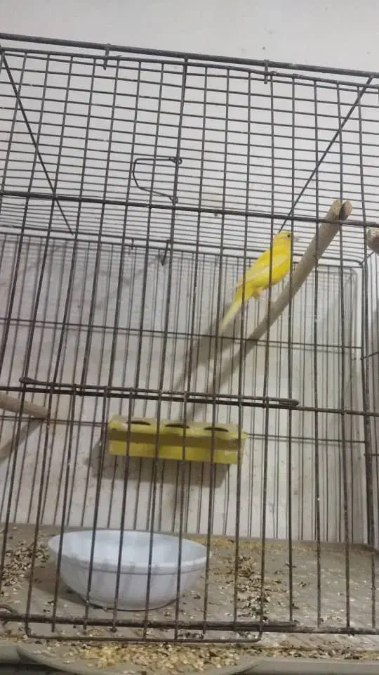 تعداد ی قناری نرو ماده|پرنده|بوشهر, |دیوار