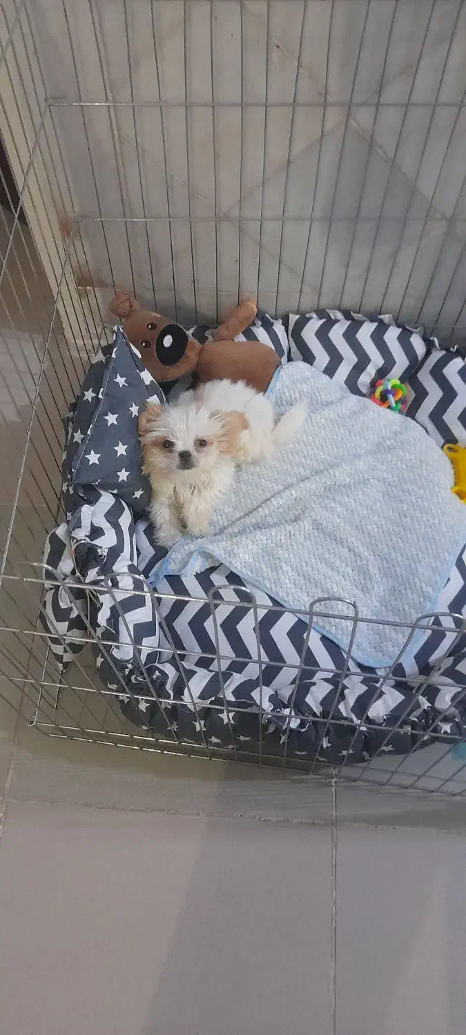 واگذاری توله سگ عروسکی نژاد شیرانین|سگ|رفسنجان, |دیوار