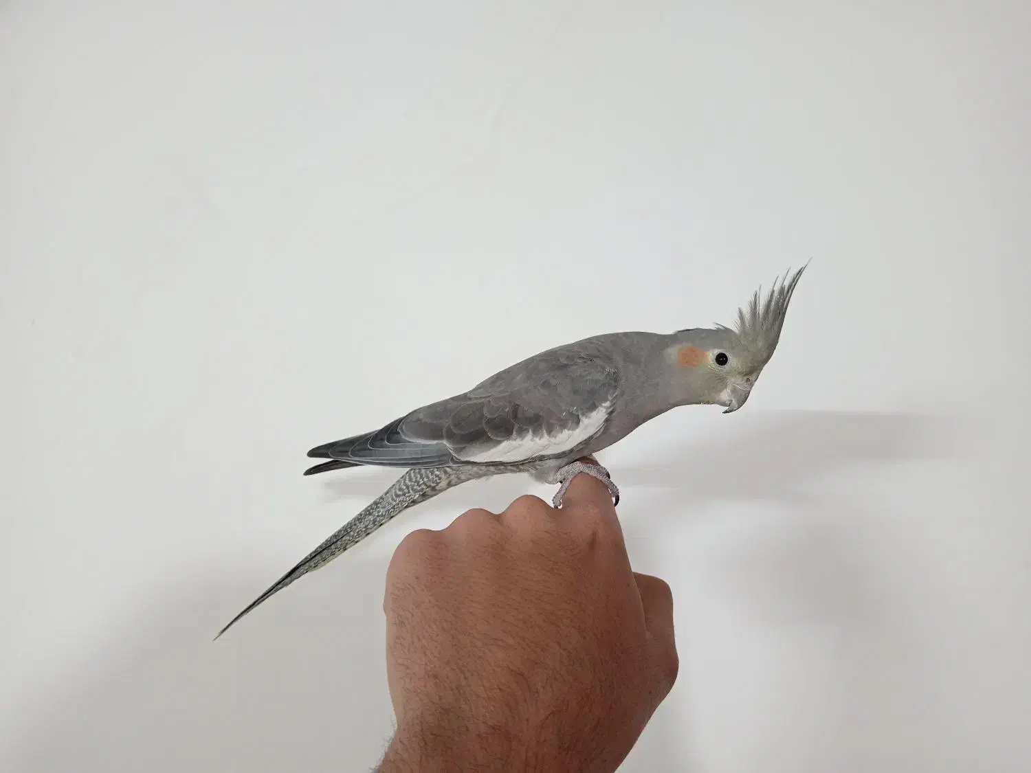 عروس هلندی|پرنده|برخوار, |دیوار