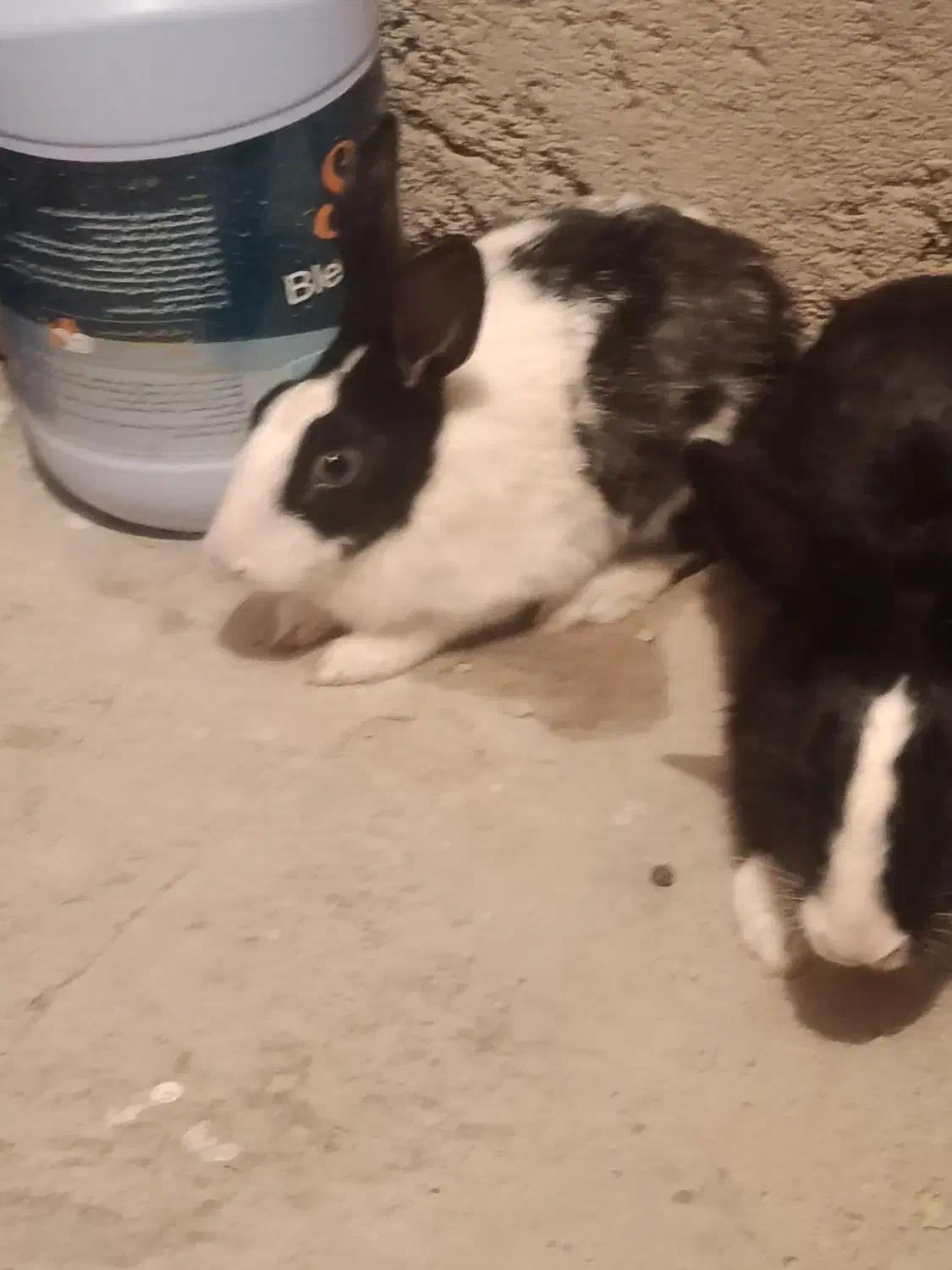 جفت خرگوش|موش و خرگوش|زابل, |دیوار