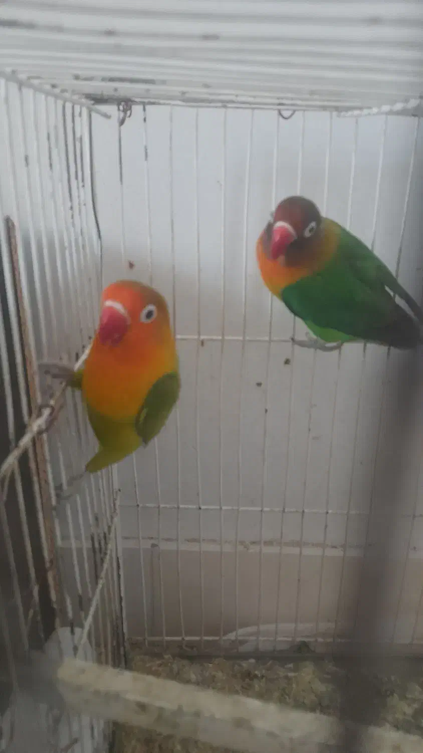 کوتوله برزیلی|پرنده|شاندیز, |دیوار