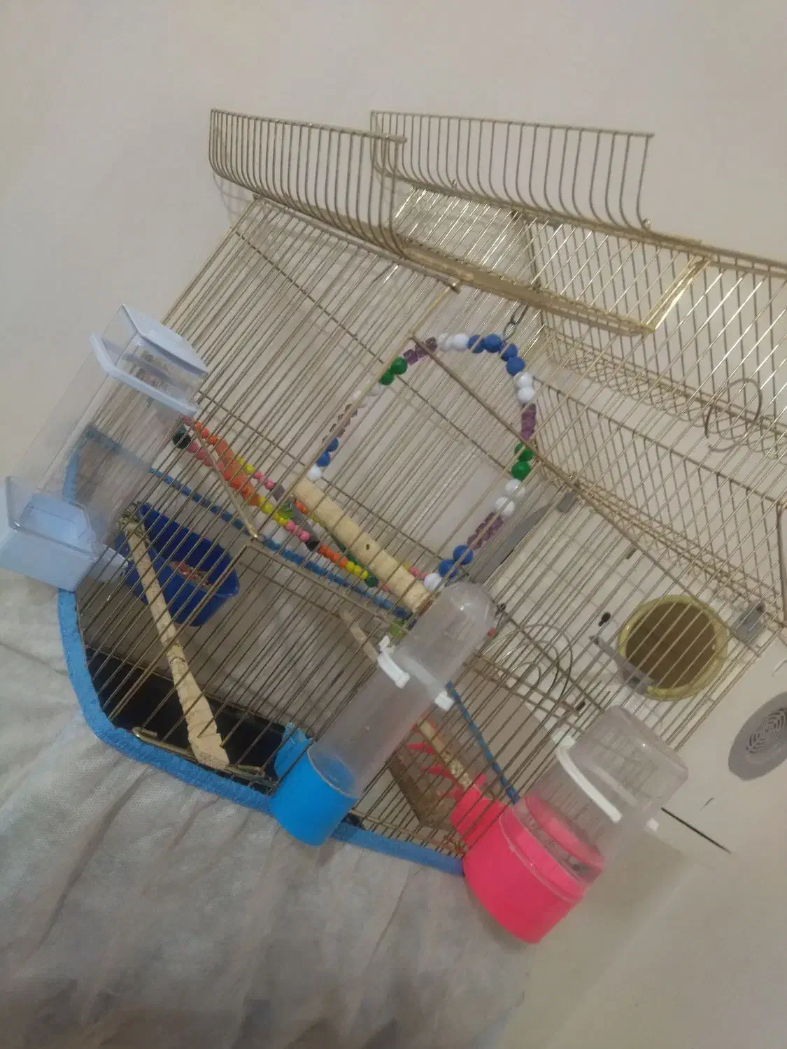 طوطی برزیلی|پرنده|دزفول, |دیوار