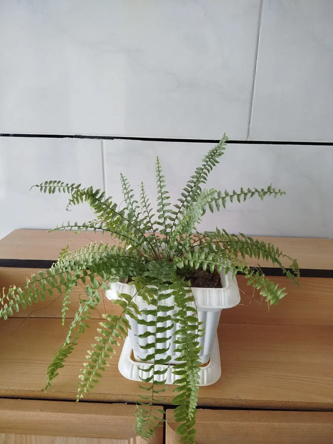 گل طبیعی و مصنوعی|گل و گیاه طبیعی|ایوان, |دیوار