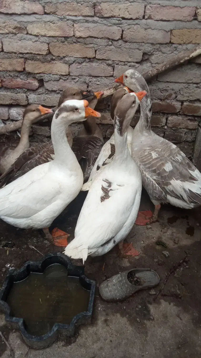 هفت عددغاز|حیوانات مزرعه|مشگین شهر, |دیوار