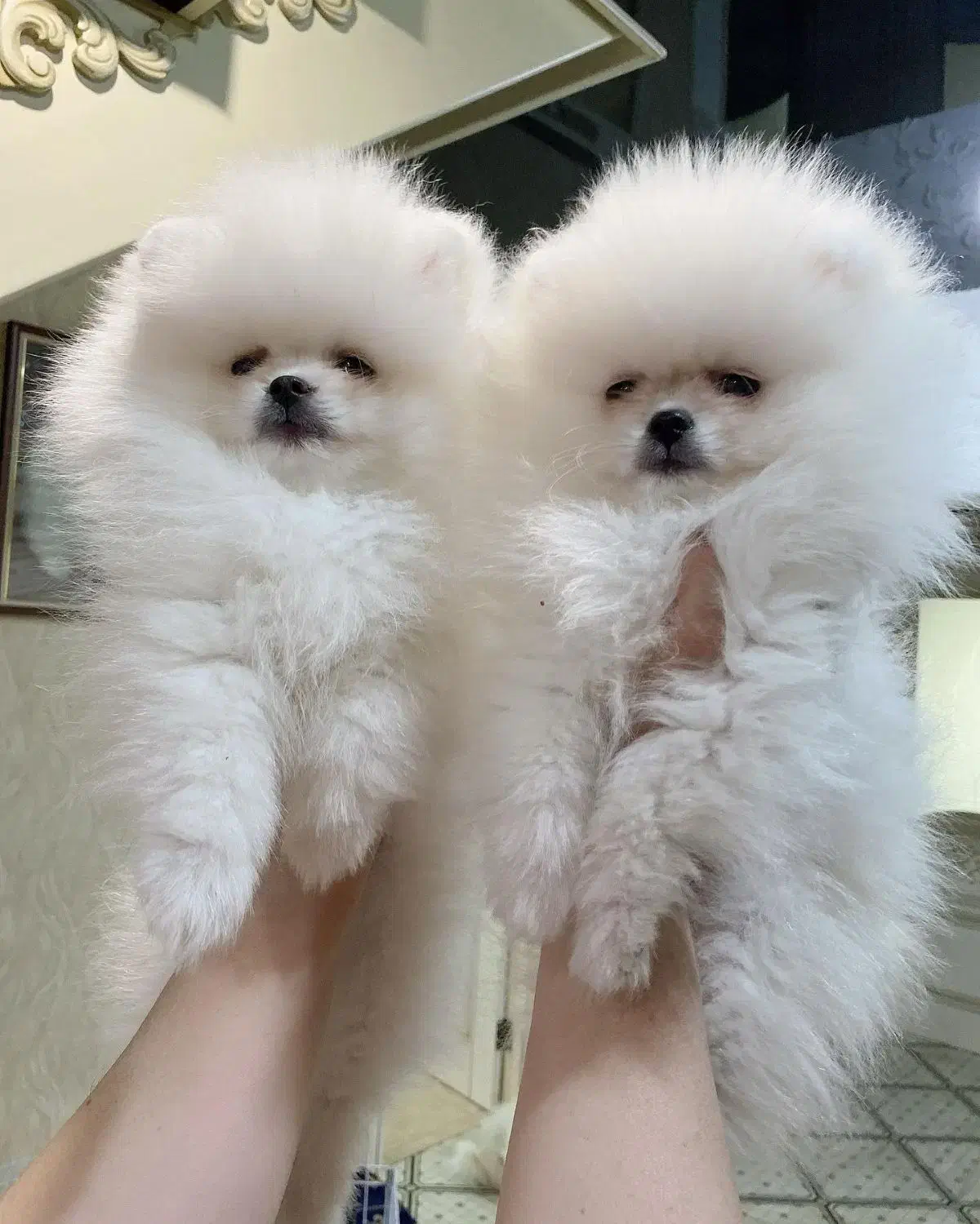 پامرانین ۶۴روزه خرسی|سگ|مشهد, کوثر|دیوار