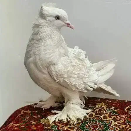 پرنده|پرنده|شیراز, پانصد دستگاه ارتش|دیوار