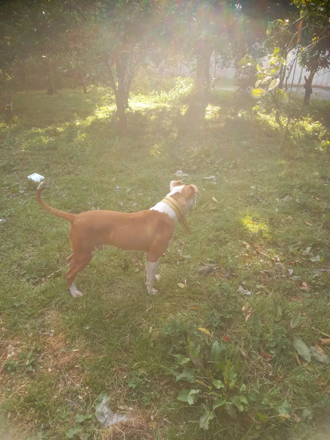 پیتبول اسفورد شایر|سگ|بابل, |دیوار