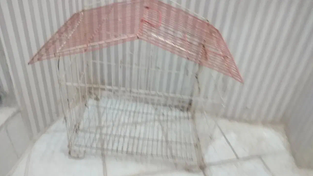 قفس پرنده|لوازم جانبی حیوانات|زنجان, |دیوار