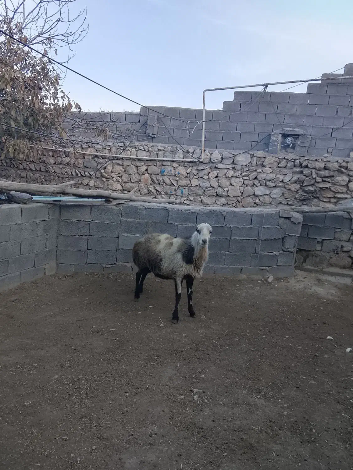 قورچ پلنگی|حیوانات مزرعه|ازنا, |دیوار