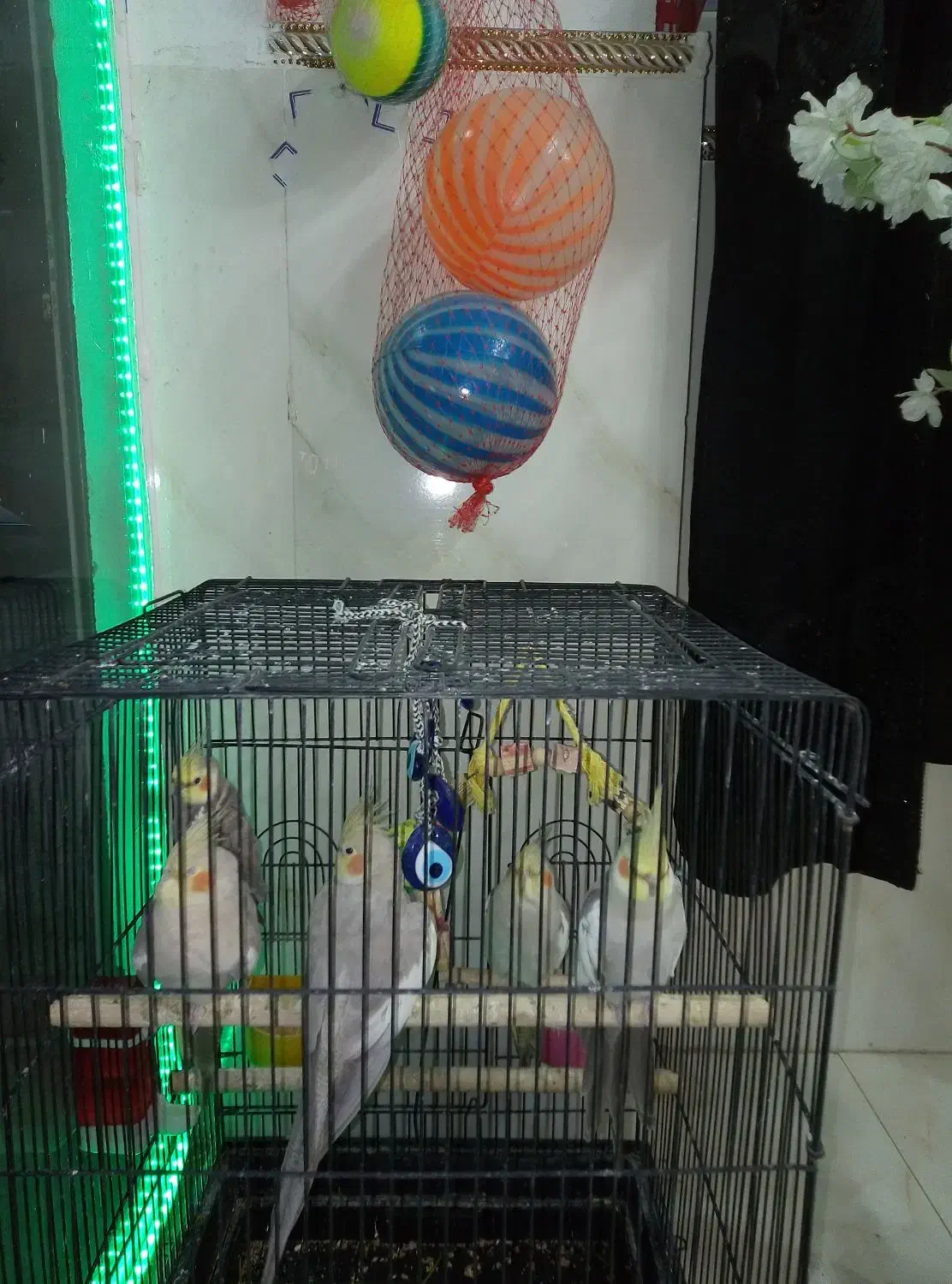 قفس پرنده طوطی هندی قناری عروس هلندی نر ماده|پرنده|قرچک, شهرک گلها|دیوار