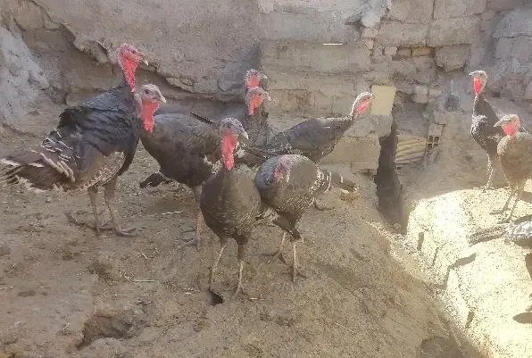 15عدد بوقلمون یکساله|پرنده|میانه, |دیوار