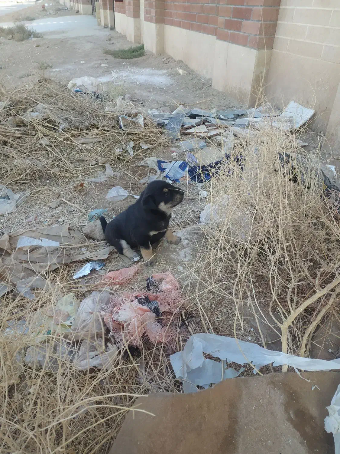 توله حسابی|سگ|قم, باسکول|دیوار