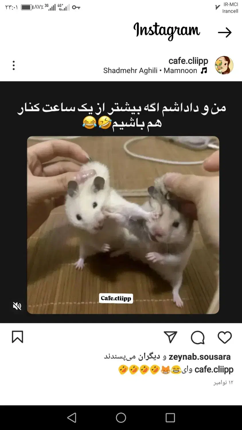 همستر سفید و مشکی|موش و خرگوش|تهران, خواجه نصیر طوسی|دیوار