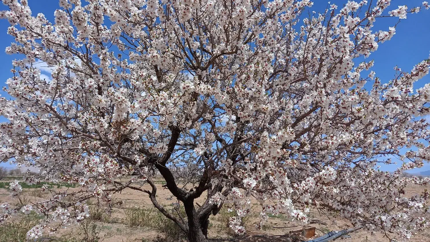زمین باغی وزوان پشته دانشگاه پیام نور وزوان|فروش زمین و ملک کلنگی|میمه, |دیوار