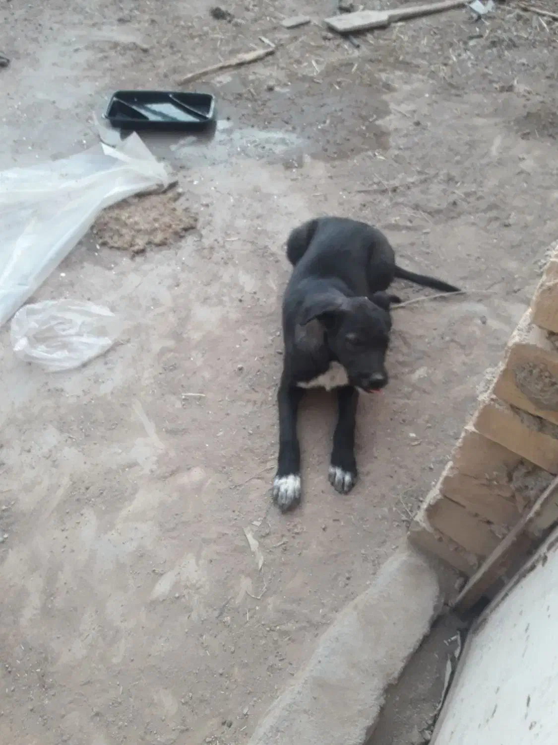 توله سگ واگذاری|سگ|قم, جمکران|دیوار