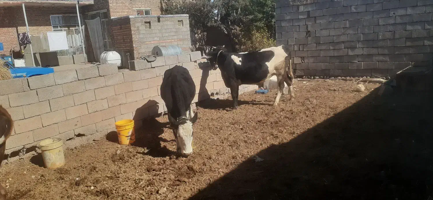 گاو|حیوانات مزرعه|بستان آباد, |دیوار