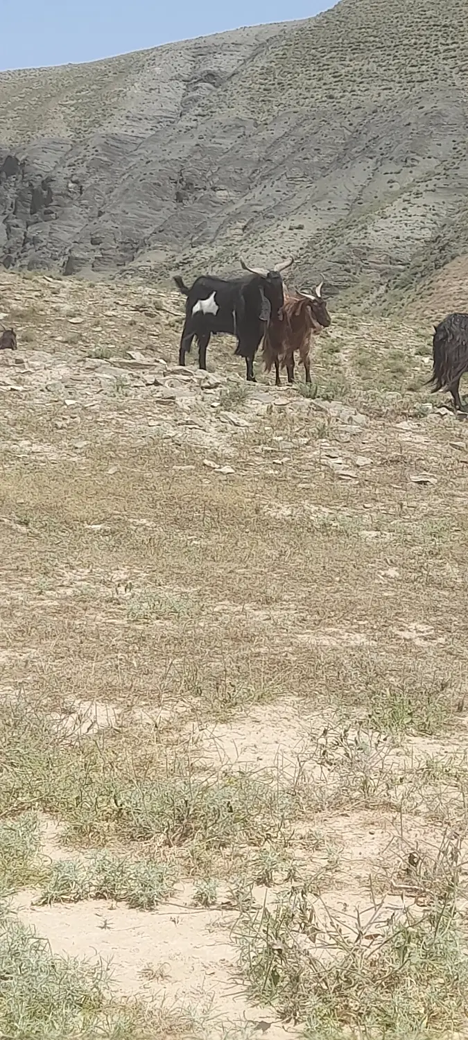 نربز|حیوانات مزرعه|مشهد, کوشش|دیوار
