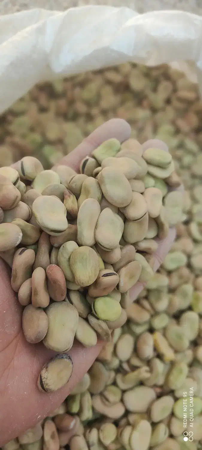 باقلا درجه یک تمیزوپاک شده خوشپخت باقیمت مناسب|خوردنی و آشامیدنی|اهواز, نادری|دیوار