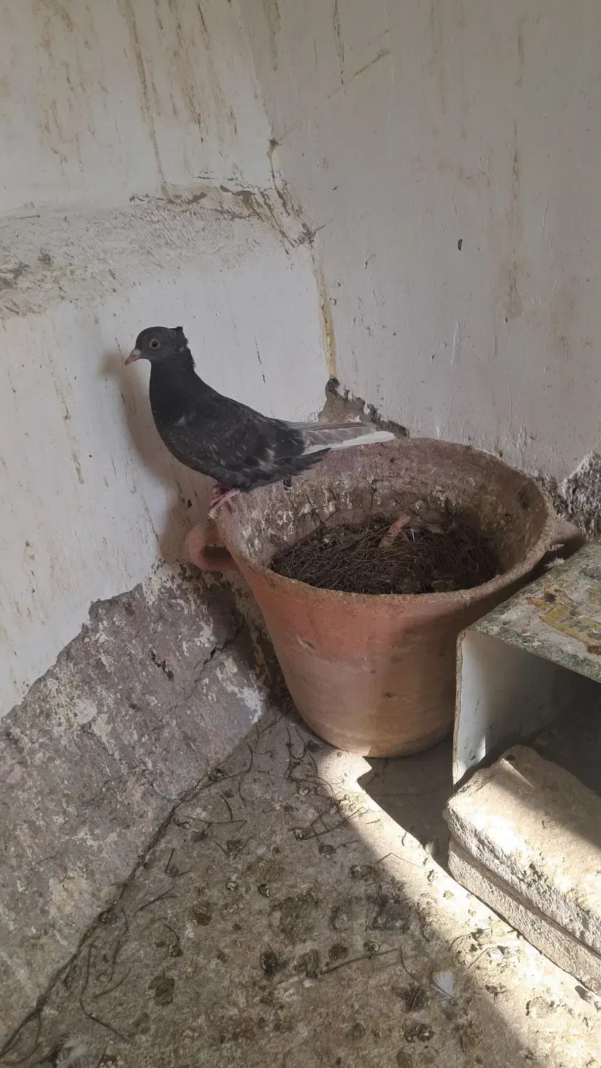 کبوترموشکی دم سفید|پرنده|سبزوار, امیر کبیر|دیوار