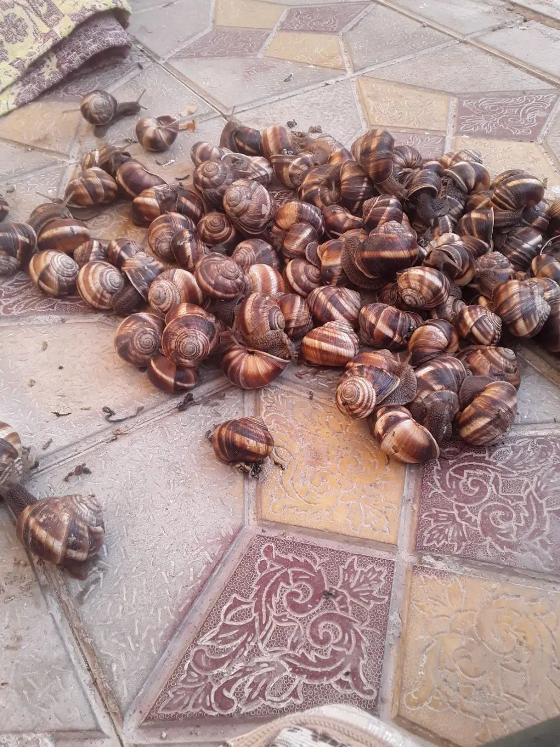 حلزون اسکارگو|خزنده|مراغه, |دیوار