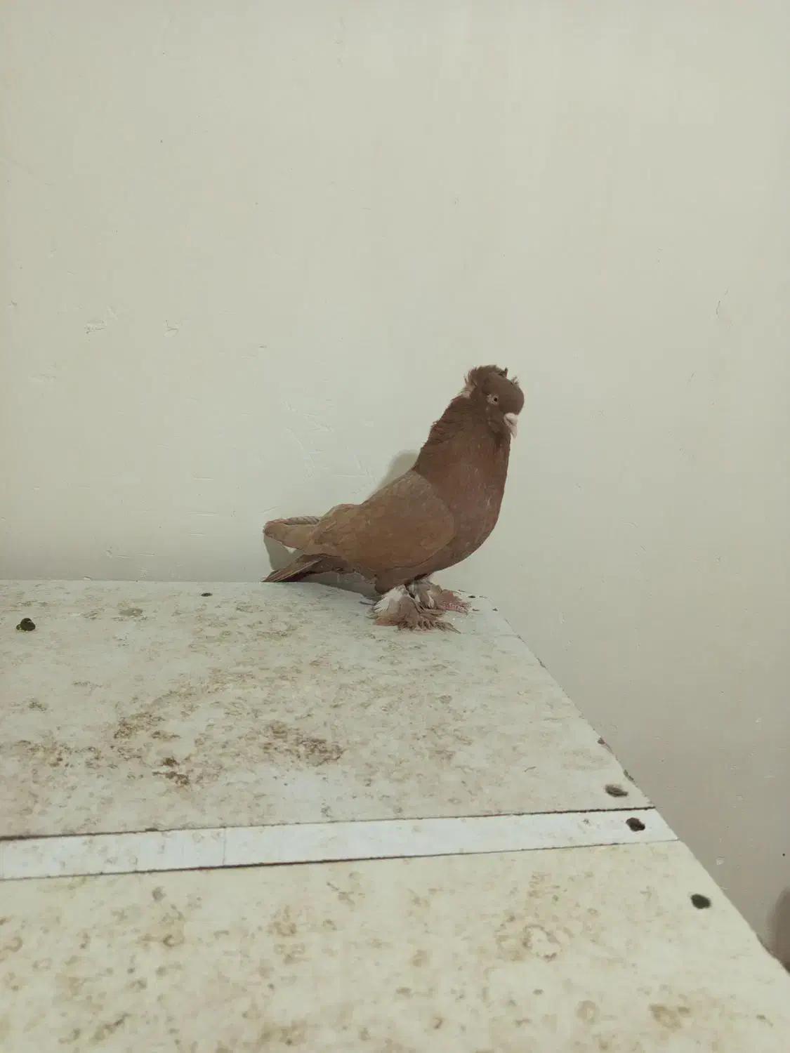 قرمز نشان فیلی و دورح|پرنده|نمین, |دیوار