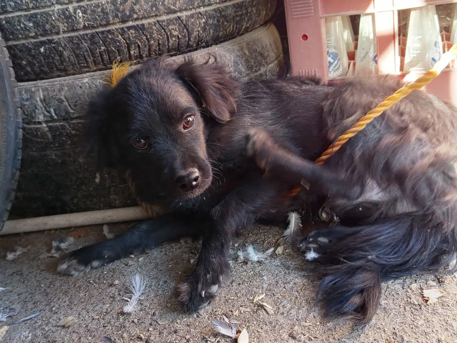 سگ پا کوتاه|سگ|زاهدان, |دیوار