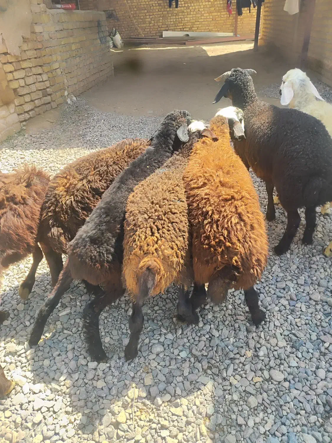 ۲۱ راس بره نر و ماده|حیوانات مزرعه|قزوین, |دیوار