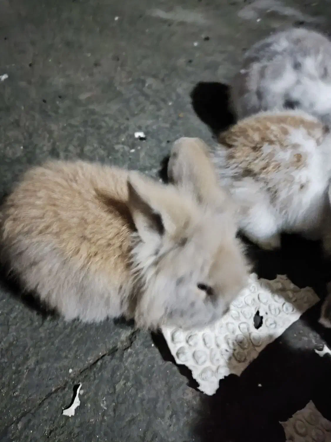 بچه خرگوش 35روزو 45روز|موش و خرگوش|رشت, یخسازی|دیوار