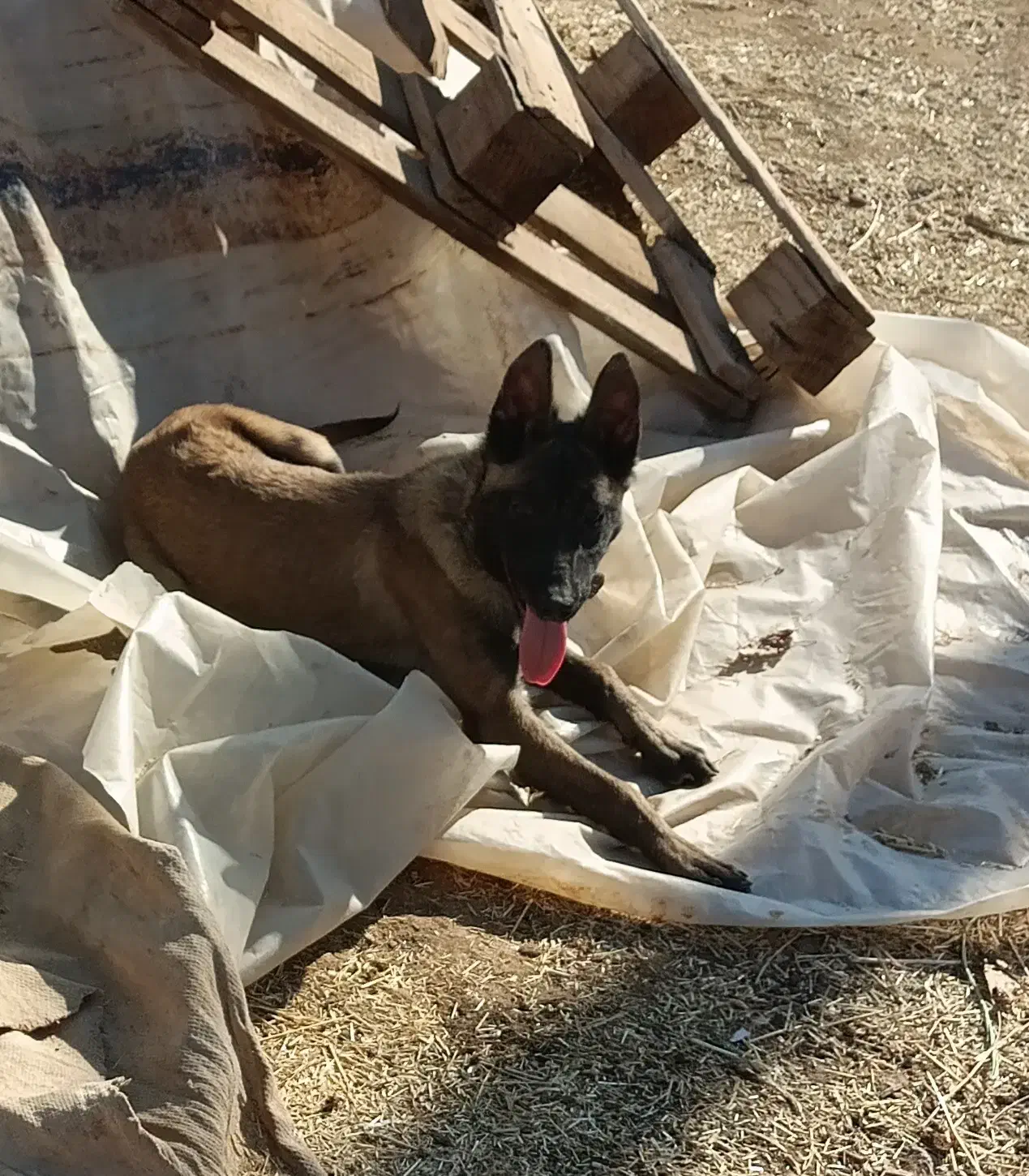 مالینویز|سگ|زارچ, |دیوار