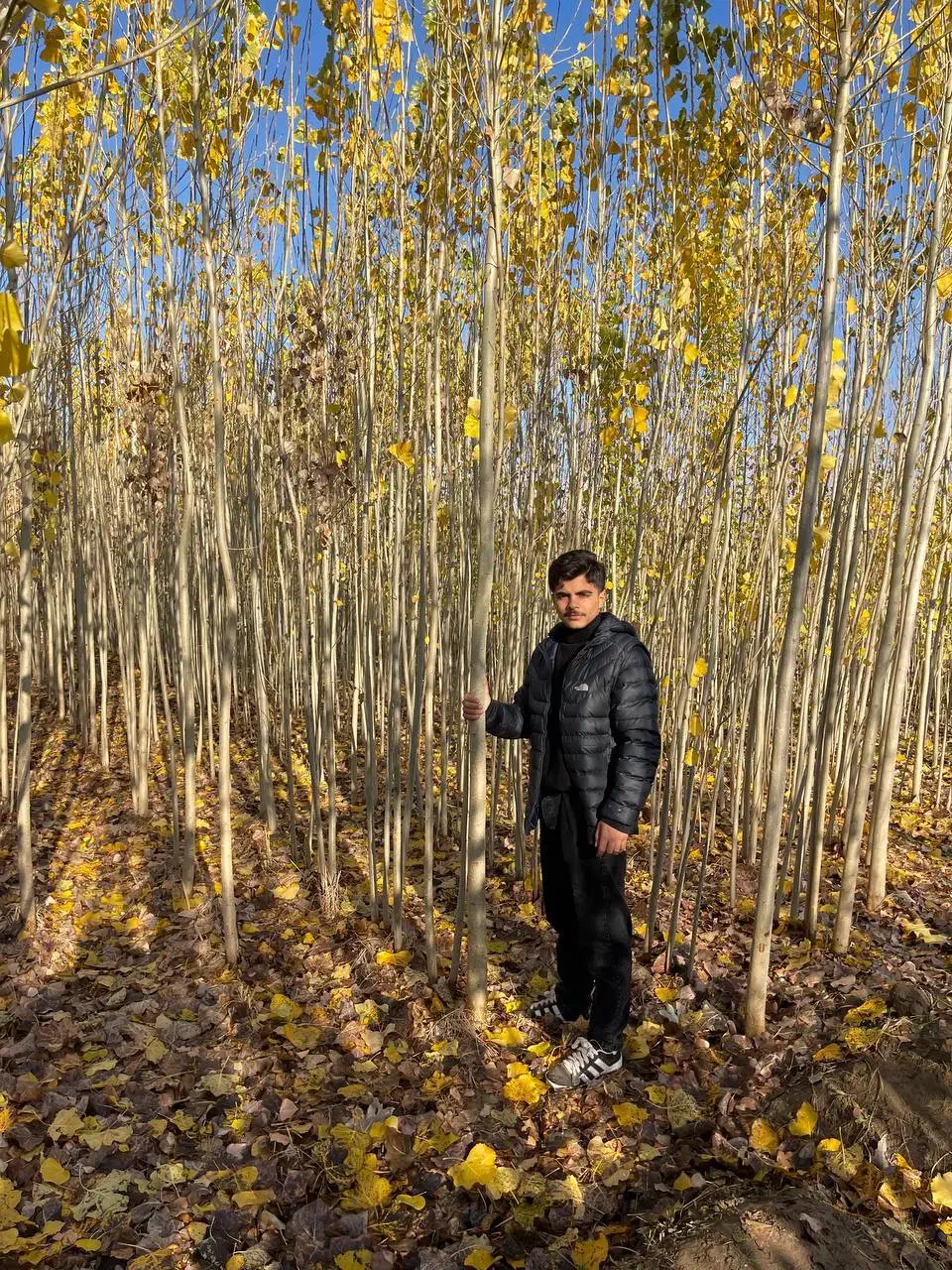 صنوبر|گل و گیاه طبیعی|سلماس, |دیوار