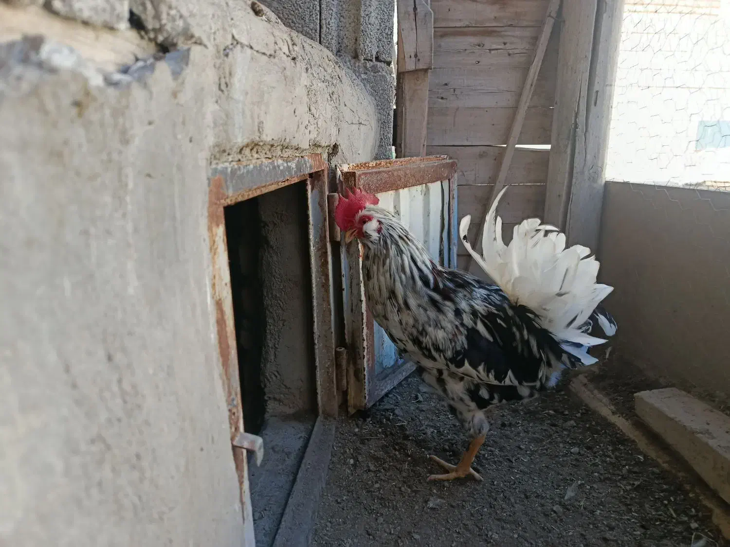 واگذاری دو عدد خروس گلین|حیوانات مزرعه|باسمنج, |دیوار