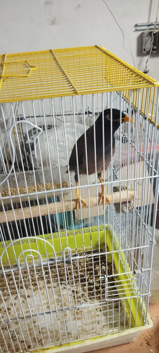 مینا|پرنده|اصفهان, کنگاز|دیوار