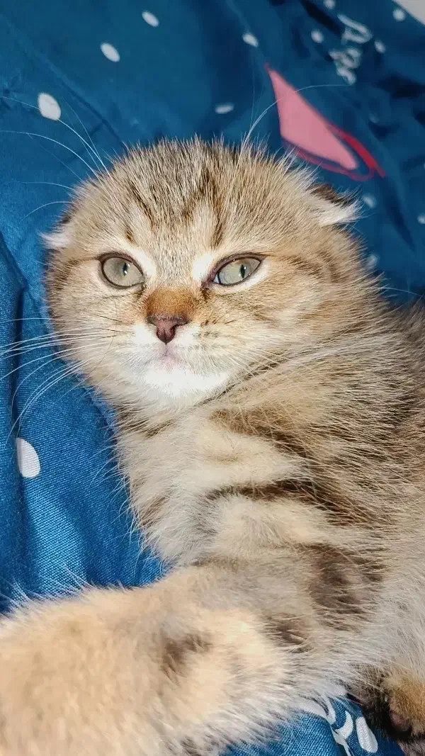 تخفیف ویژه برای واگذاری گربه اسکاتیش|گربه|لنگرود, |دیوار