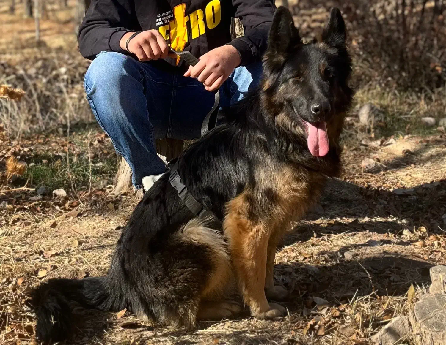 سگ ژرمن|سگ|زنجان, |دیوار