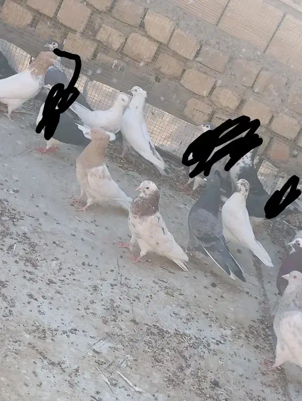 کفتر نقشی و پرشی|پرنده|اصفهان, شهرک میلاد|دیوار