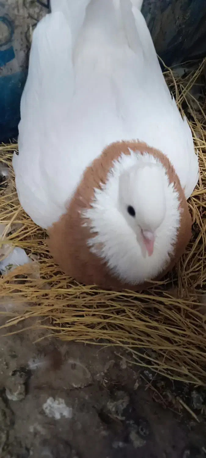 کبوتر|پرنده|دلبران, |دیوار