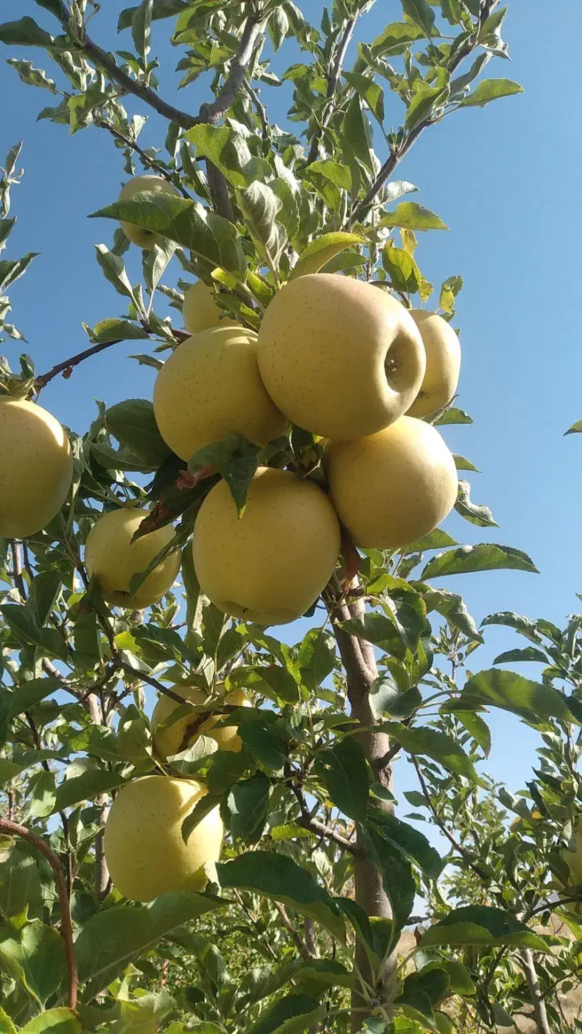 هرس درختان سیب در منطقه پادنا|خدمات باغبانی و درختکاری|پادنا علیا, |دیوار