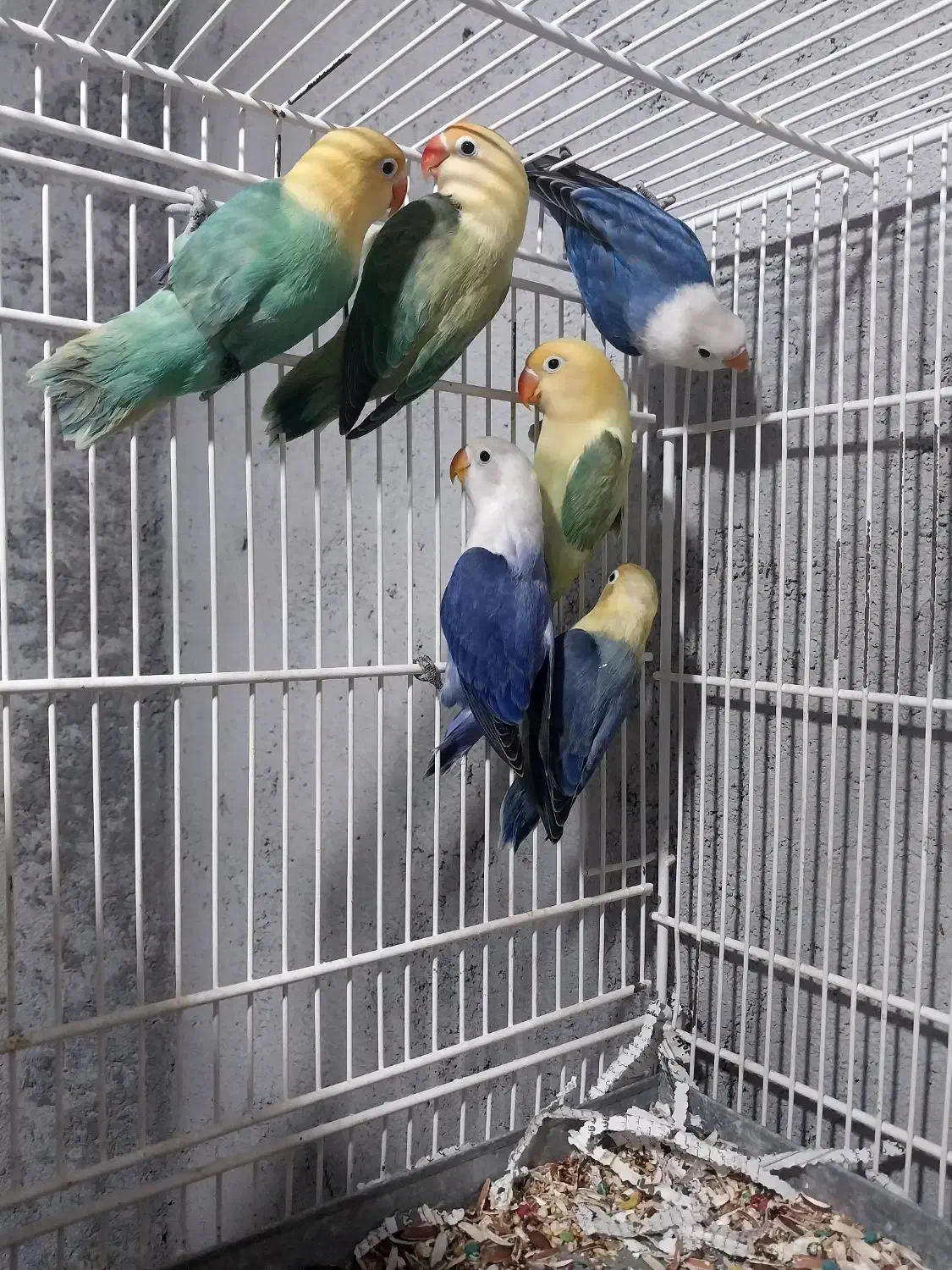 کتوله برزیلی فروشی|پرنده|میناب, |دیوار