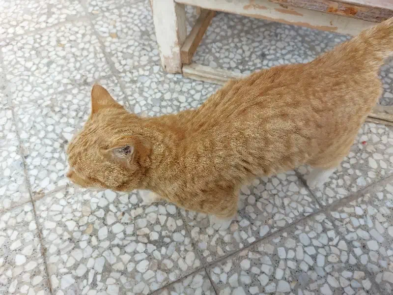 گربه اهلی|گربه|نجفآباد, ویلاشهر|دیوار