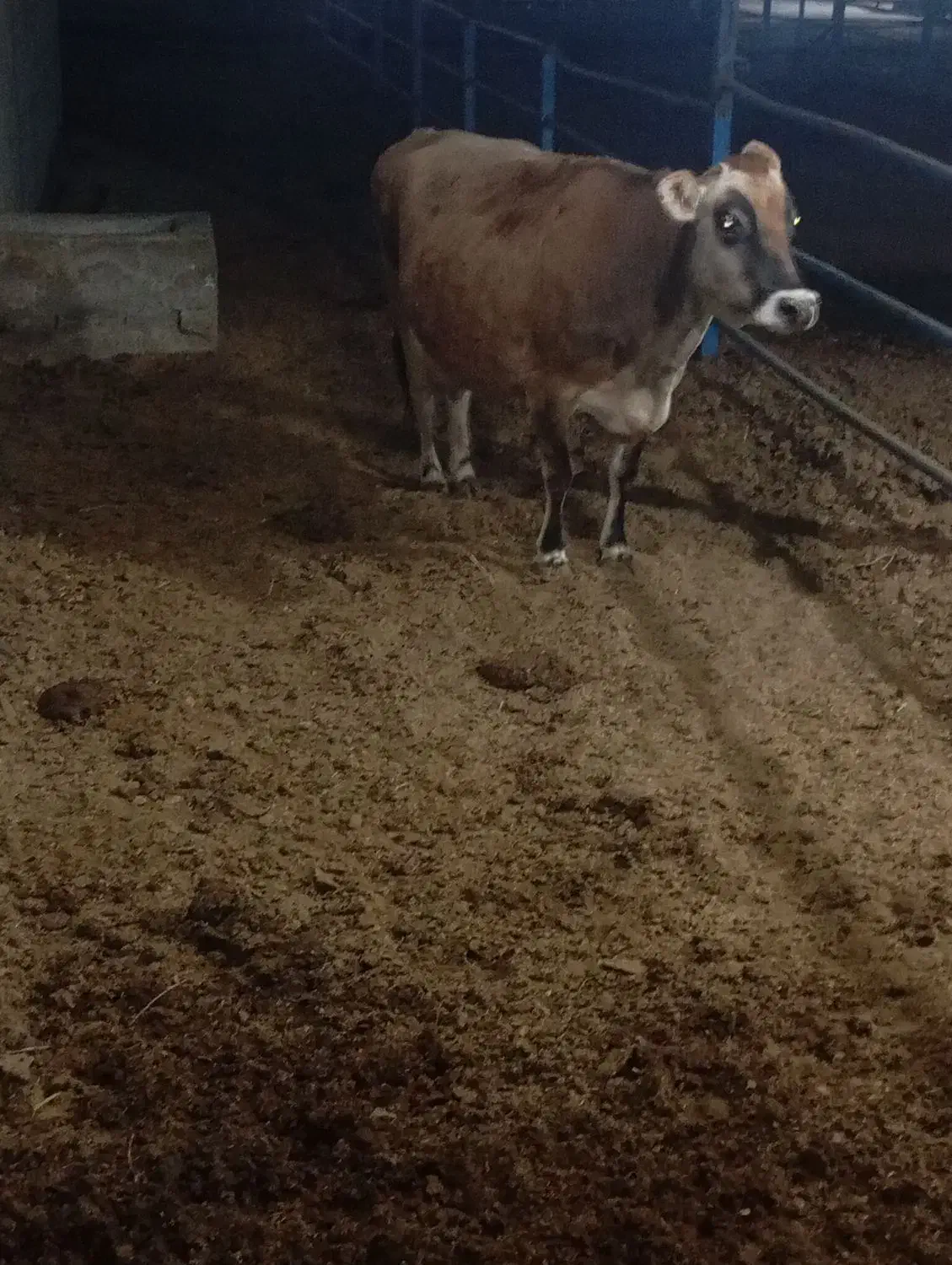 گاو|حیوانات مزرعه|بافق, |دیوار