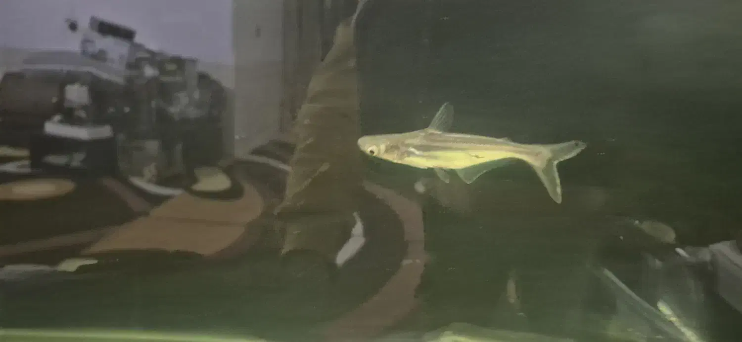 ماهی پنگوسی گیاهخوار پنج بند|ماهی|شیراز, هفت تنان|دیوار