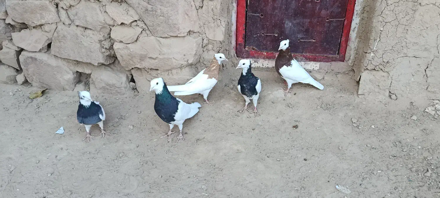 کبوتر طوقی|پرنده|عطاملک, |دیوار