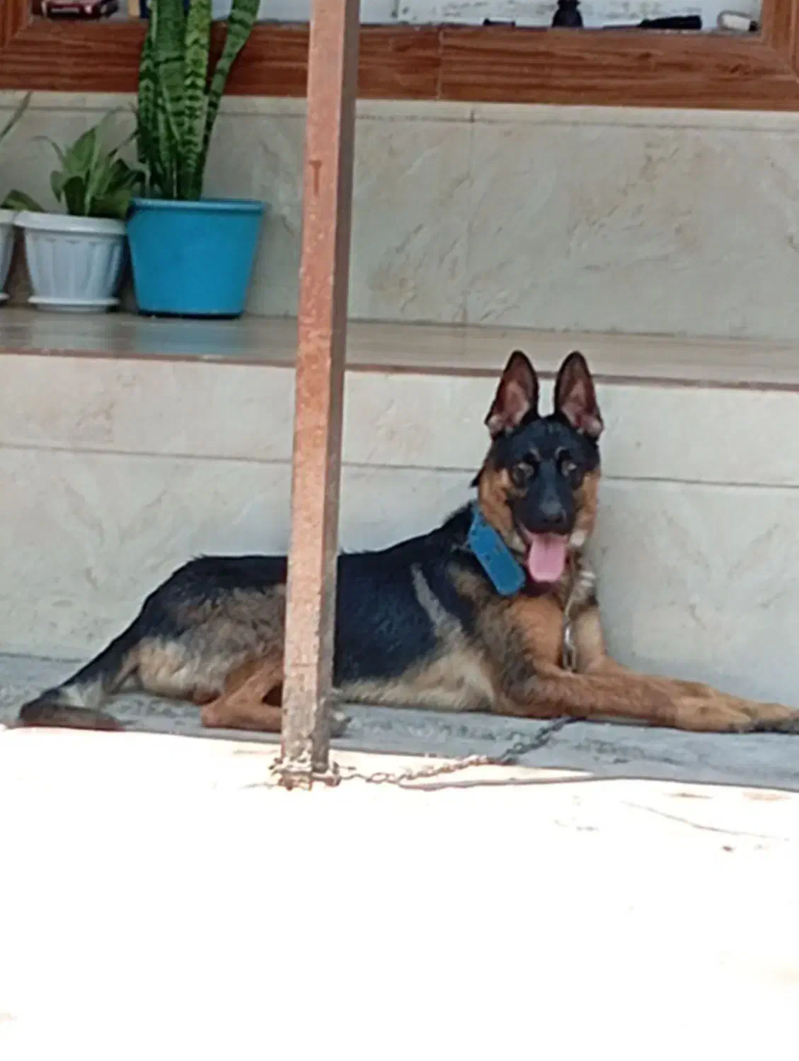 سگ ژرمن|سگ|سنگر, |دیوار