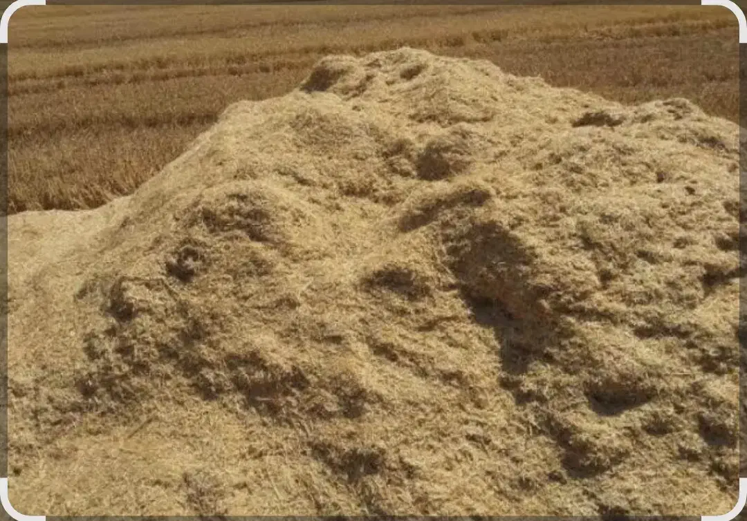 کاه کلش 20تن کیلو 9تومن|لوازم جانبی حیوانات|ترکمانچای, |دیوار