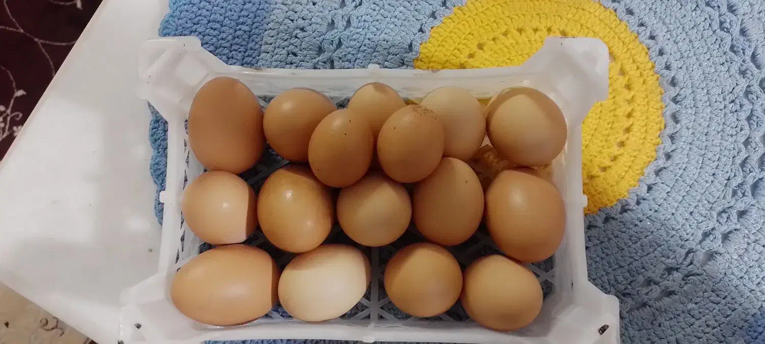 تخم مرغ|خوردنی و آشامیدنی|مشهد, بهمن|دیوار