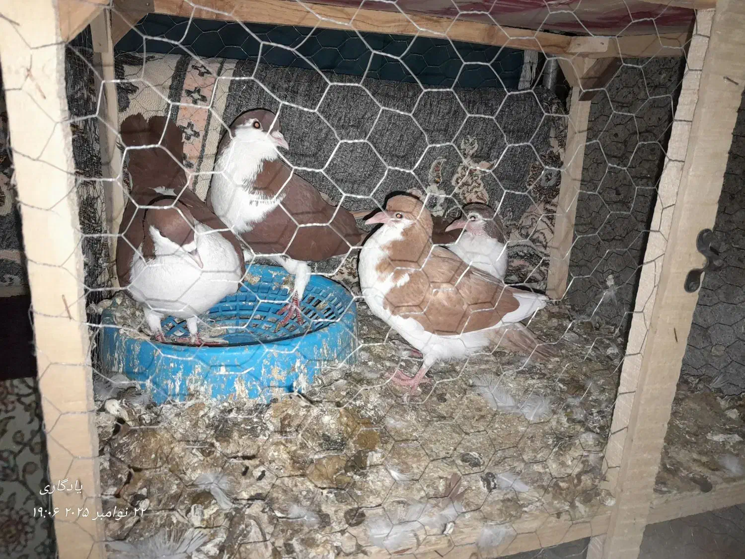 کفتر سلام|پرنده|مشهد, انصار|دیوار