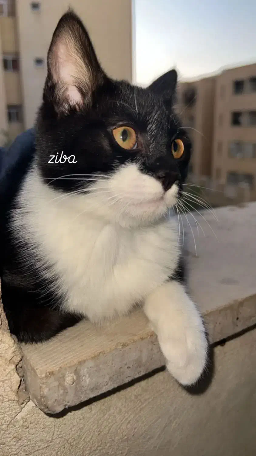 گربه سیاه سفید|گربه|فولادشهر, C5|دیوار